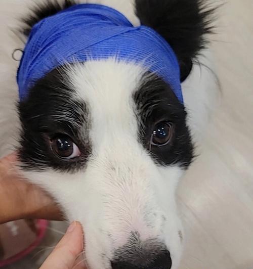 狗狗耳血肿手术后注意（宠物主人必知的护理细节）
