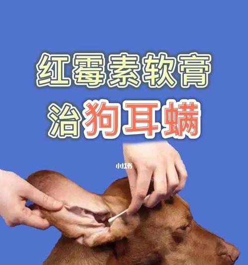 狗狗耳螨该如何治疗（探究宠物治疗耳螨的实用方法）