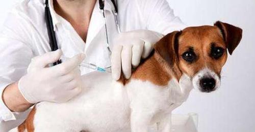 狗狗发烧和犬瘟的症状及治疗方法（宠物主人必看！如何判断狗狗是否发烧和患上犬瘟）