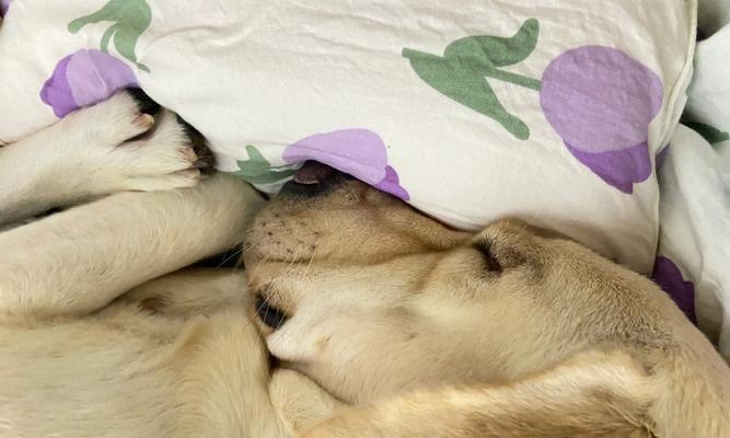 狗狗睡觉为什么腹部起伏明显（探究狗狗睡觉时腹部起伏的原因和意义）