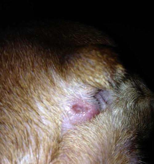狗狗肛门红肿流血，如何预防和治疗（宠物肛门问题）