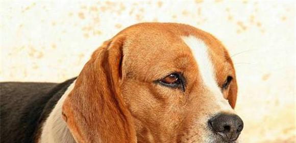 宠物狗狗冠状病毒治愈后为何仍拉稀（病毒治疗过程与饮食调节的重要性）