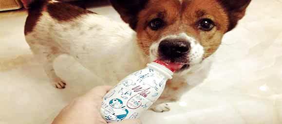 宠物狗能喝牛奶吗（探讨狗狗喝牛奶的利弊和注意事项）