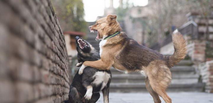 狗狗打架的原因与解决方法（宠物狗之间打架的情况分析和应对措施）