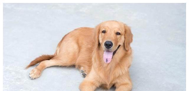 狗狗和人年龄对照表，了解宠物成长的秘密（从幼犬到老犬）