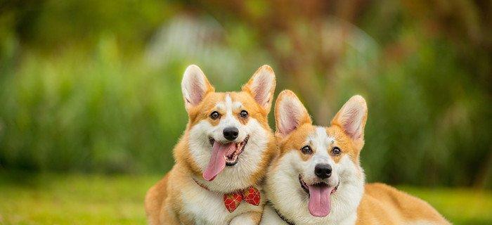狗狗和人年龄对照表，了解宠物成长的秘密（从幼犬到老犬）