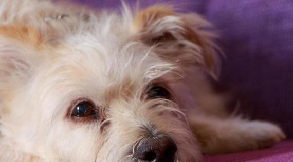 宠物狗喉咙卡异物的原因、治疗与预防（揭秘狗狗呼吸困难的背后故事）