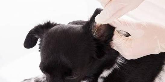 宠物狗喉咙卡异物的原因、治疗与预防（揭秘狗狗呼吸困难的背后故事）