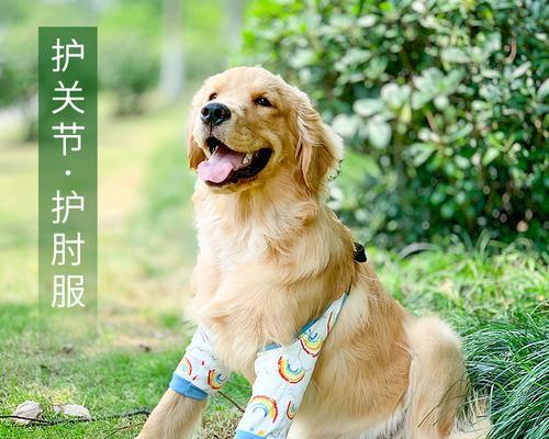 狗狗关节球囊炎的预防和治疗（宠物健康从关爱关节开始）