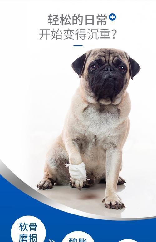 狗狗关节球囊炎的预防和治疗（宠物健康从关爱关节开始）