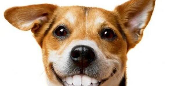 狗狗换牙齿的注意事项（保护宠物口腔健康）