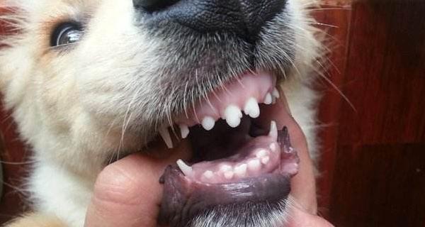 狗狗换牙后双排牙（宠物健康必知）
