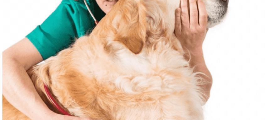 狗狗黄疸，如何延长其生命（宠物主人必读的黄疸防治指南）