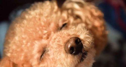 狗狗黄疸，如何延长其生命（宠物主人必读的黄疸防治指南）