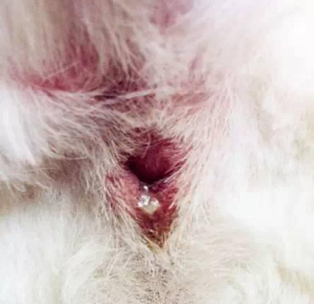 小狗挤肛门腺发炎，该如何处理（避免宠物疾病）