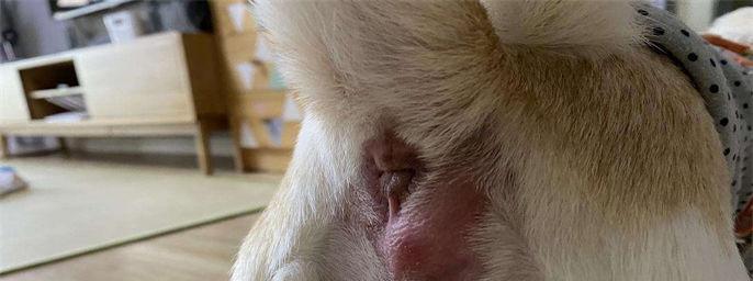 小狗挤肛门腺发炎，该如何处理（避免宠物疾病）