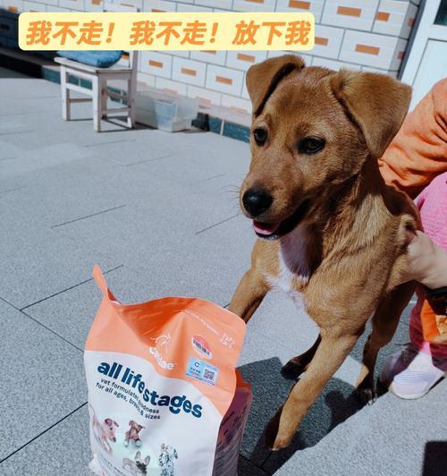 狗狗几岁开始吃老年犬狗粮（宠物健康饮食）