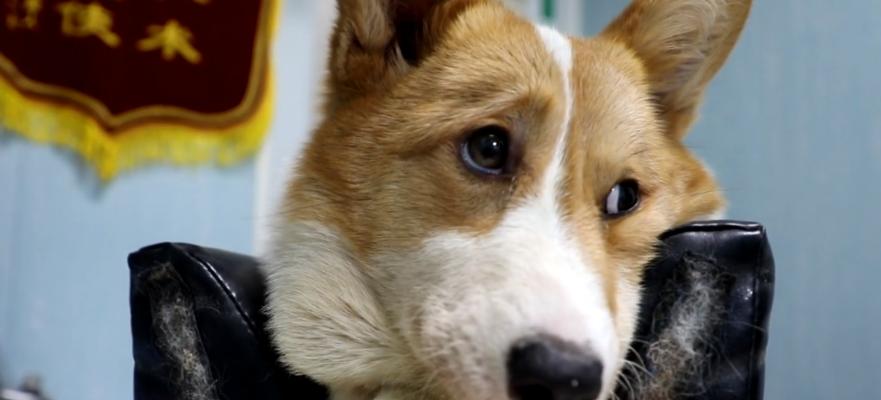 如何处理狗狗脊髓炎（宠物养护之常识）