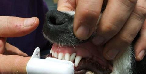 宠物狗健康牙龈的保护（关注牙龈健康）