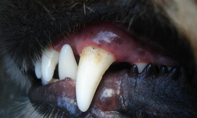 宠物狗健康牙龈的保护（关注牙龈健康）