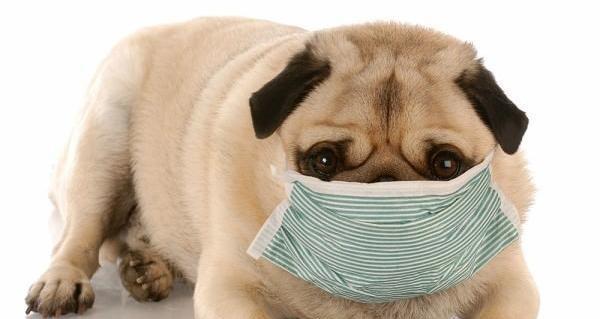 狗狗焦虫病是否会传染给人（探究狗狗焦虫病对人的影响及预防方法）