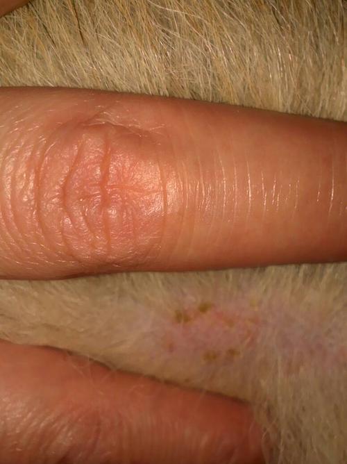 狗狗脚缝黑疙瘩的成因与治疗方法（了解黑疙瘩）