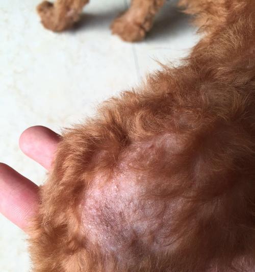 狗狗脚红掉毛，要警惕这种真菌病（了解真菌感染症状）