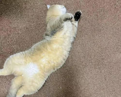 狗狗脚扭了多久能好（了解狗狗扭伤脚的时间和康复方法）