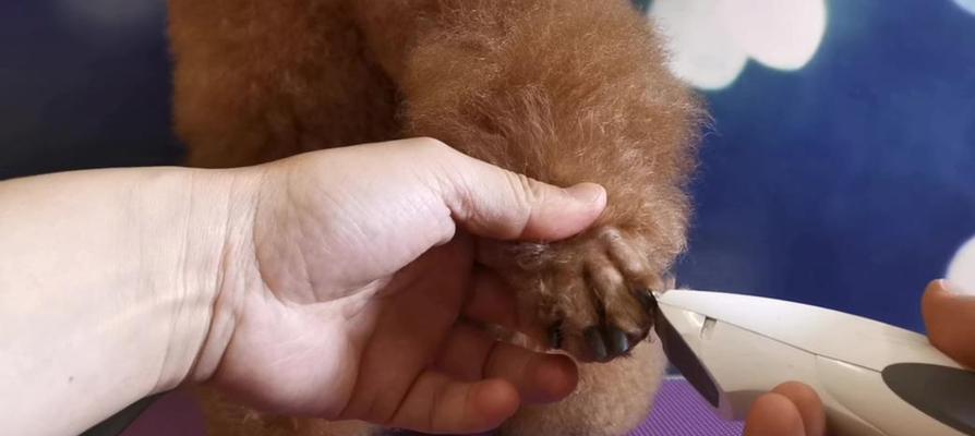 狗狗脚趾外侧红肿的原因和治疗方法详解（如何保护宠物的脚趾免受伤害）