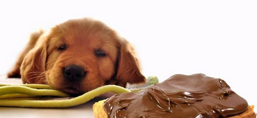 狗狗不吃东西的原因解析（探究狗狗拒食的种种原因）