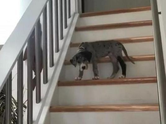 狗狗频繁爬楼梯的原因与解决方法（减少狗狗受伤）