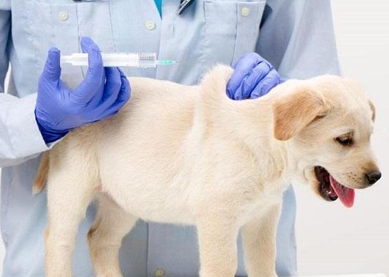 狗狗抗生素尿多解析（宠物健康护理）
