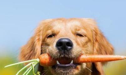 狗狗可以吃人的维生素B吗（探讨宠物犬是否需要补充维生素B）