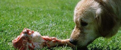 宠物狗是否适合食用生肉（探究狗狗饮食习惯的影响与注意事项）