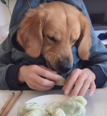 狗狗可以吃玉米饺吗（宠物喜欢吃的主食）