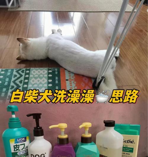 康王洗澡可否用于宠物狗（了解康王洗澡的成分和安全性）