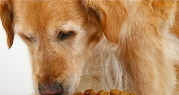 狗狗为什么拉肚子不吃狗粮（宠物饮食问题的常见情况及处理方法）