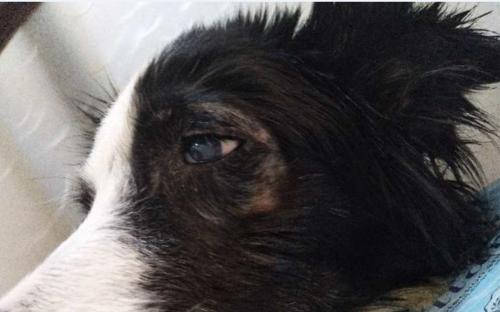 老狗白内障手术，拯救宠物老年生活（狗狗白内障手术需要注意的问题和手术后的护理）