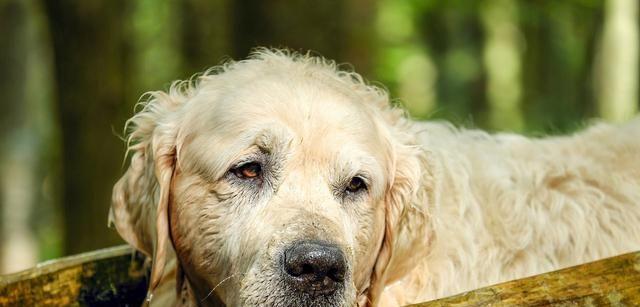 如何治疗老年狗狗的常见疾病（预防胜于治疗）