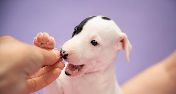 狗狗打完疫苗流鼻涕怎么办（流鼻涕可能是正常反应）