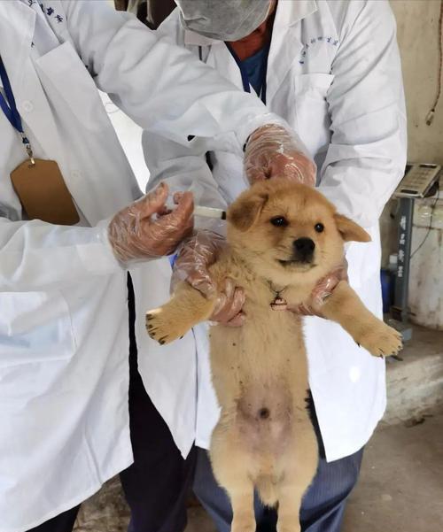 宠物狗狗的疫苗接种时间（满月后）