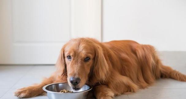 狗狗每日卡路里，健康有保障（详解狗狗每日卡路里摄入量）
