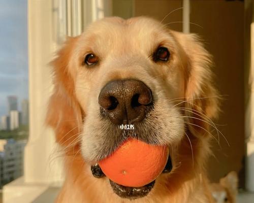 狗狗能不能吃橘子（以科学角度探究狗狗是否适合食用橘子）