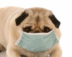 宠物狗能否安全食用头孢消炎药（头孢消炎药是否适合狗狗）