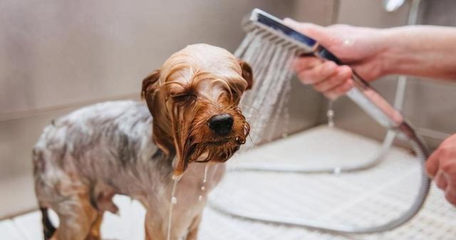 狗狗饮水过量的危害与预防（宠物饮水习惯的变化及如何饮水合理）
