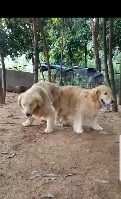 狗狗配种后20天流脓状液体该怎么办（宠物养护指南）