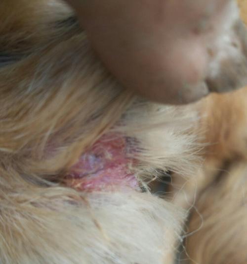 宠物狗狗皮肤病，如何应对（探讨宠物狗狗皮肤病的种类、症状、治疗和预防）