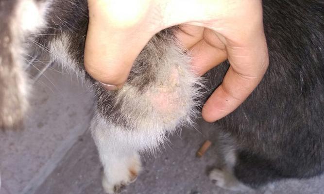 宠物狗狗出现皮肤结硬块的原因及治疗方法（了解狗狗皮肤出水结硬块的症状和影响）