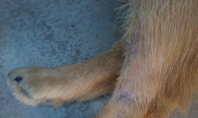 狗狗皮肤红肿化脓的原因与治疗方法（宠物养护必备）