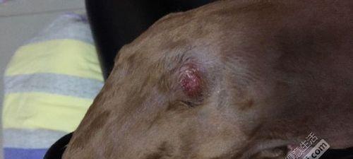狗狗皮肤红肿化脓的原因与治疗方法（宠物养护必备）